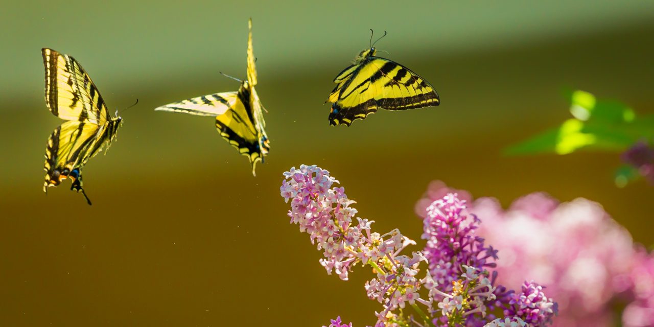 Find Joy In The Stillness