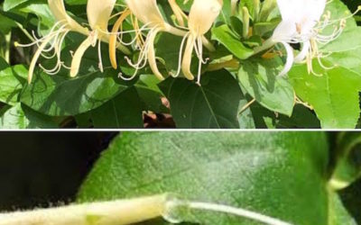 Why Honeysuckles Reminded Me of the Word