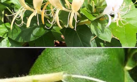 Why Honeysuckles Reminded Me of the Word